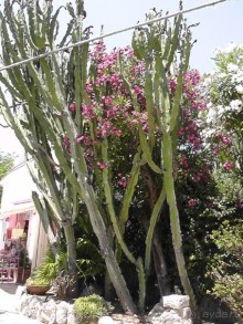 Вечный Рим, старый-новый Неаполь, о.Капри, яркая Амальфитана - вечная прекрасная страна Италия!