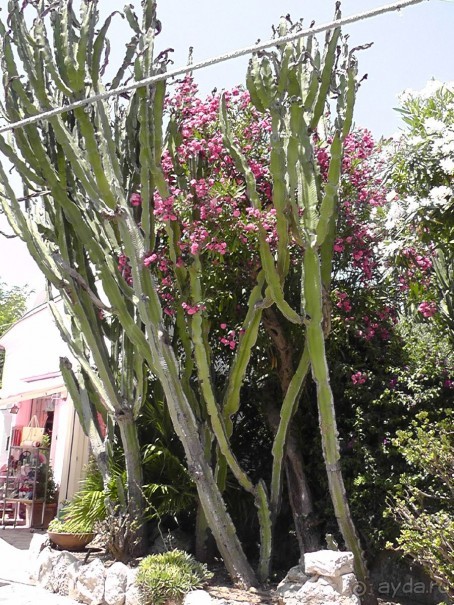 Вечный Рим, старый-новый Неаполь, о.Капри, яркая Амальфитана - вечная прекрасная страна Италия!