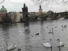 Прага - черный лебедь над Влтавой