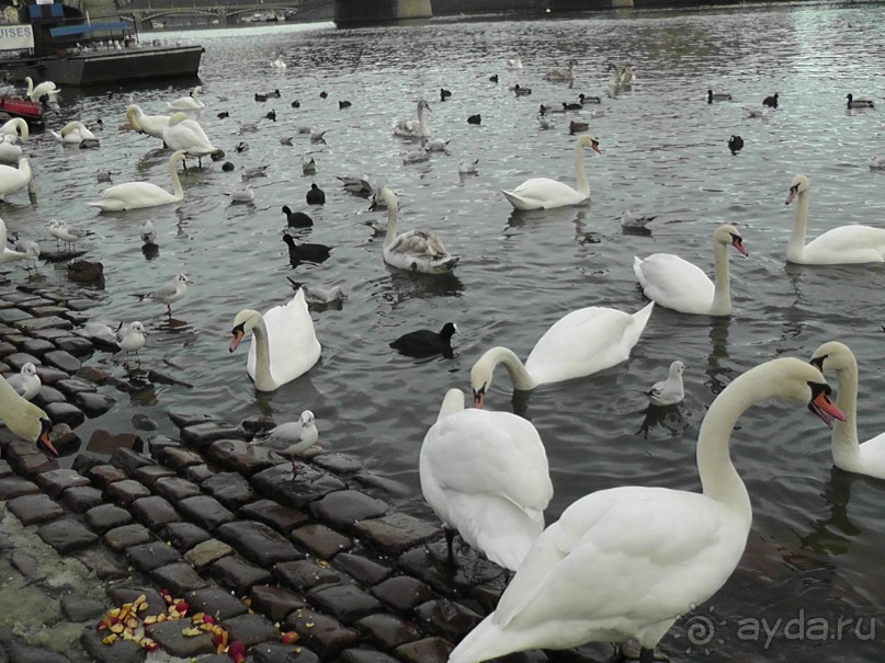 Прага - черный лебедь над Влтавой