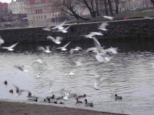 Прага - черный лебедь над Влтавой