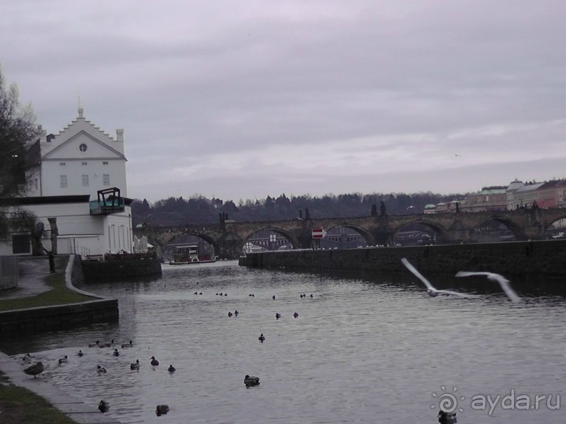 Прага - черный лебедь над Влтавой