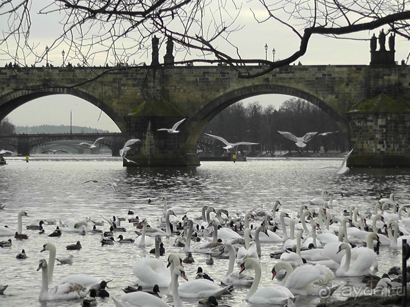 Прага - черный лебедь над Влтавой