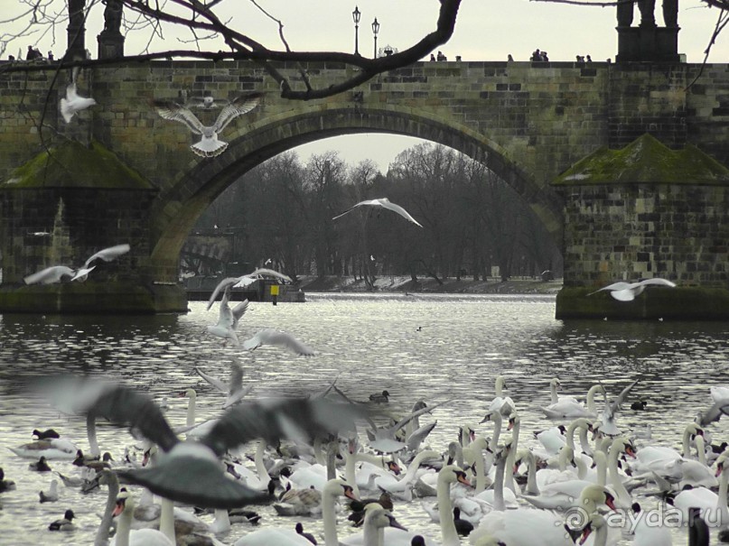 Прага - черный лебедь над Влтавой