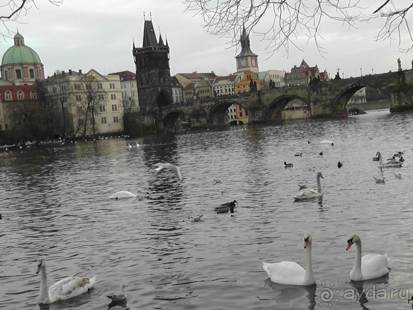 Прага - черный лебедь над Влтавой