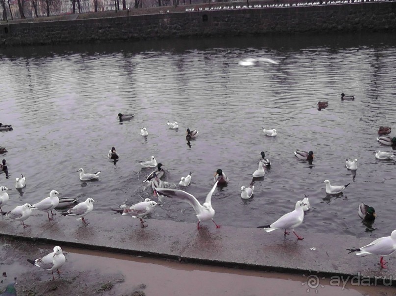 Прага - черный лебедь над Влтавой