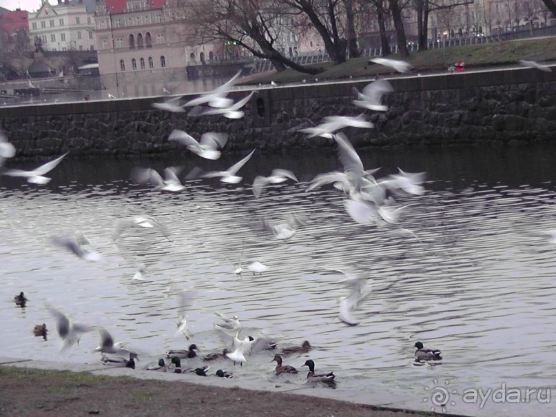 Прага - черный лебедь над Влтавой