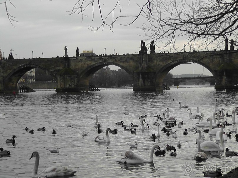 Прага - черный лебедь над Влтавой