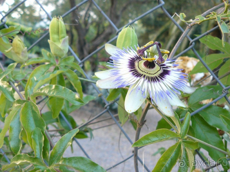 Корфу - остров плывущий во Вселенной! Часть I, пляжный отдых.