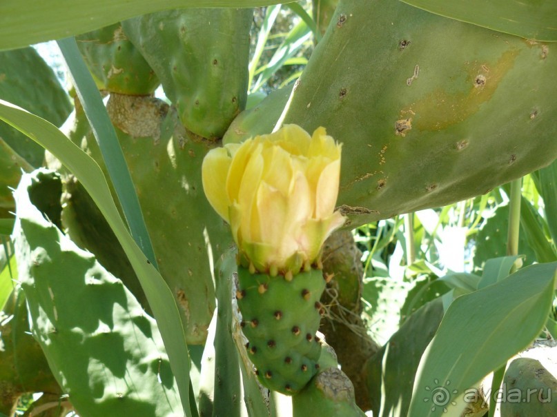 Корфу - остров плывущий во Вселенной! Часть I, пляжный отдых.