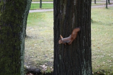 Петергоф, Россия. Парк Петергофского дворца. Часть II.