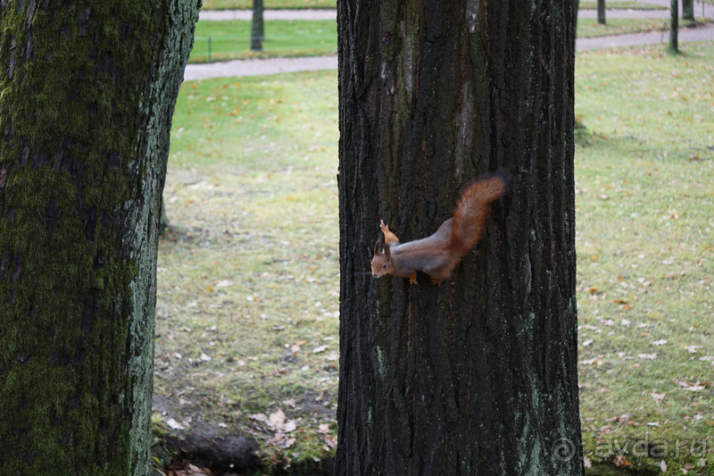 Петергоф, Россия. Парк Петергофского дворца. Часть II.