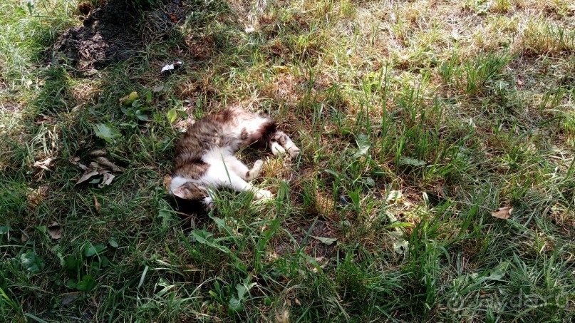 Радомышль, Житомирской области – «радуйся, мысль!»