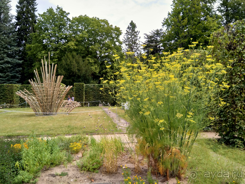Дрезден, Германия. Парк замка Пильниц.