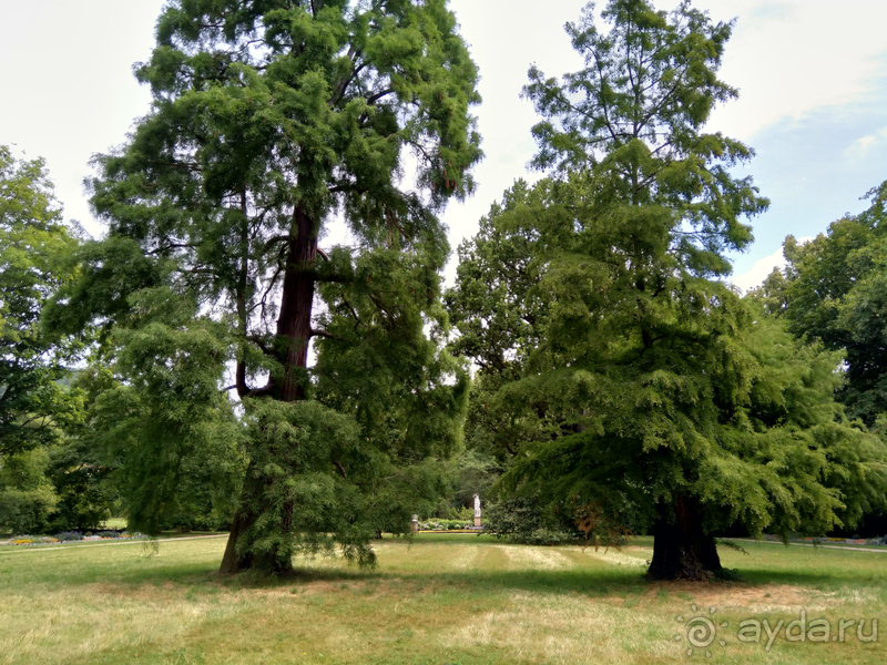 Дрезден, Германия. Парк замка Пильниц.