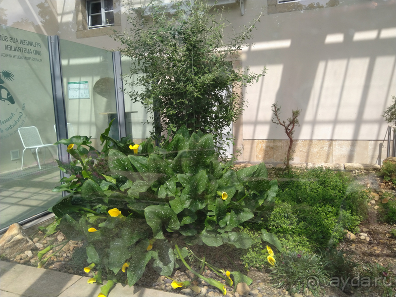 Дрезден, Германия. Парк замка Пильниц.