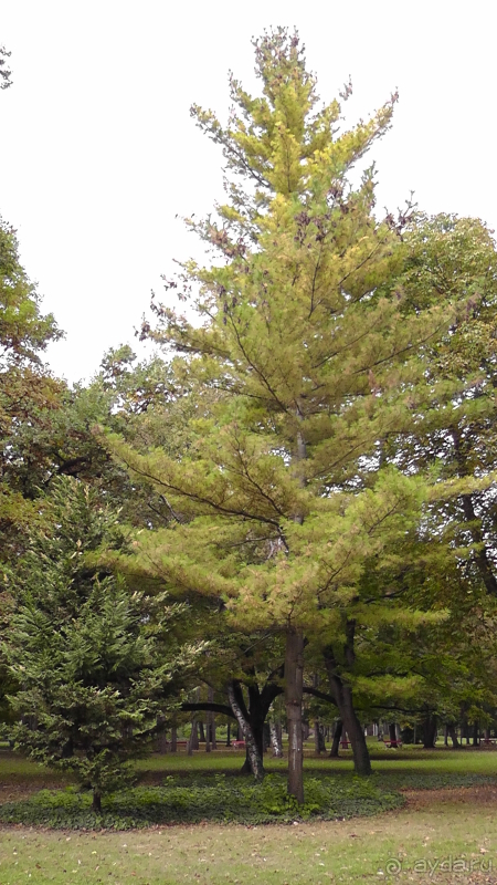Будапешт. Это Венгрия!  Остров Маргит - Япония и Венгрия 