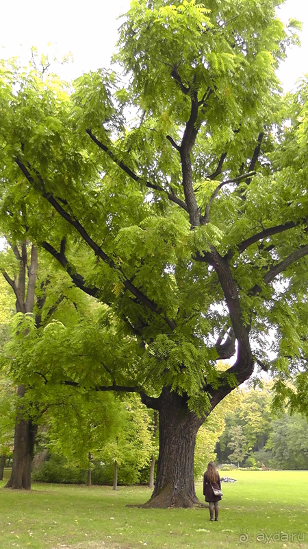 Будапешт. Это Венгрия!  Остров Маргит - Япония и Венгрия 