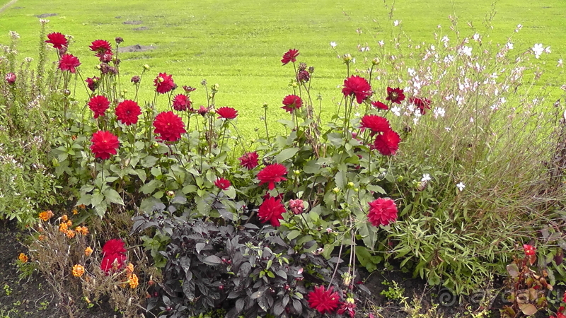 Будапешт. Это Венгрия!  Остров Маргит - Япония и Венгрия 