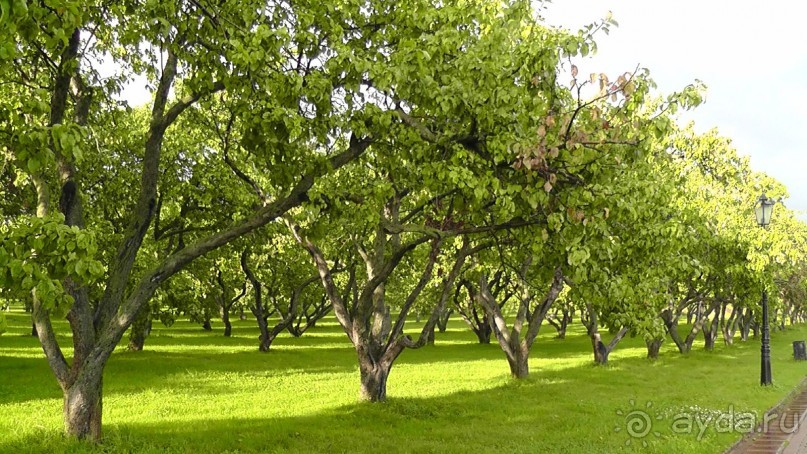  Москва - всё в этом слове! Парк Коломенское.