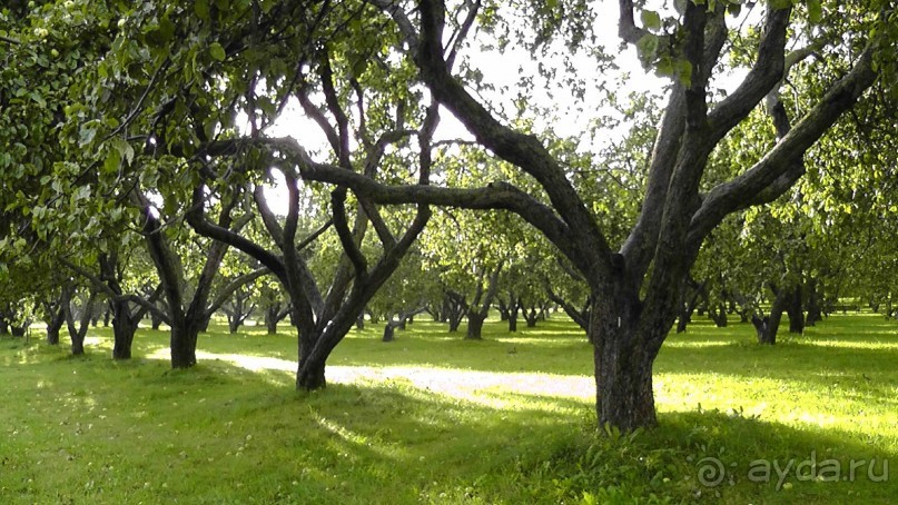  Москва - всё в этом слове! Парк Коломенское.