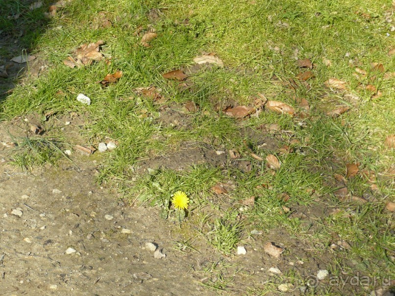 Париж, Версаль. Дворец-ларец и парк-кладенец. 