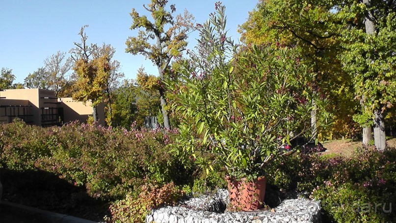 Вам надо Африку? Их есть у меня (точнее, в Венгрии)!