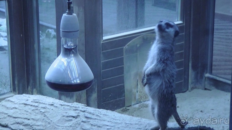 Вам надо Африку? Их есть у меня (точнее, в Венгрии)!