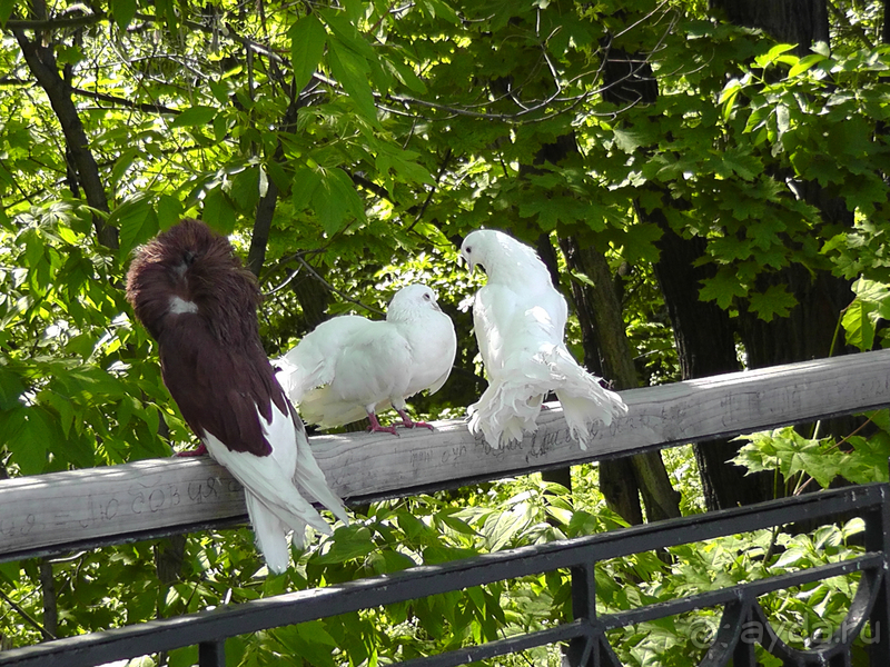 г.Киев, Городской парк – переплетение любви, спорта и музыки.