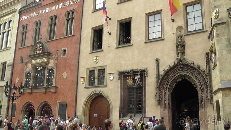 Прага, Чехия.  Лебедь под летним солнцем.