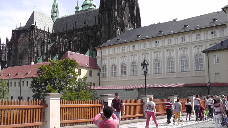 Прага, Чехия.  Лебедь под летним солнцем.