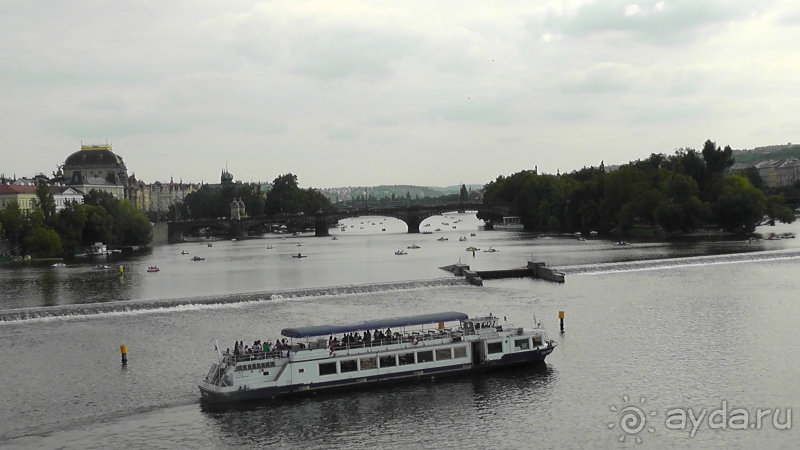 Прага, Чехия.  Лебедь под летним солнцем.