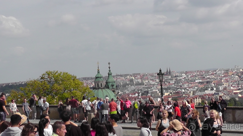 Прага, Чехия.  Лебедь под летним солнцем.