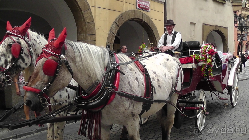 Прага, Чехия.  Лебедь под летним солнцем.