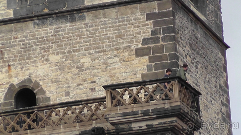 Прага, Чехия.  Лебедь под летним солнцем.