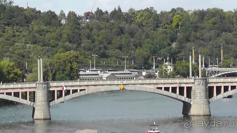 Прага, Чехия.  Лебедь под летним солнцем.