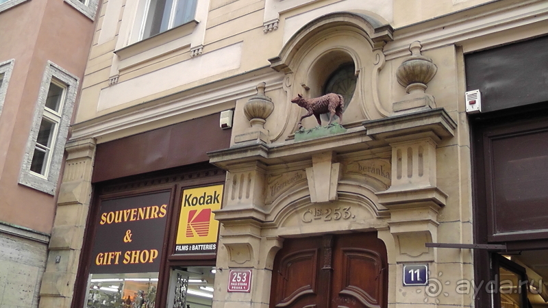 Прага, Чехия.  Лебедь под летним солнцем.