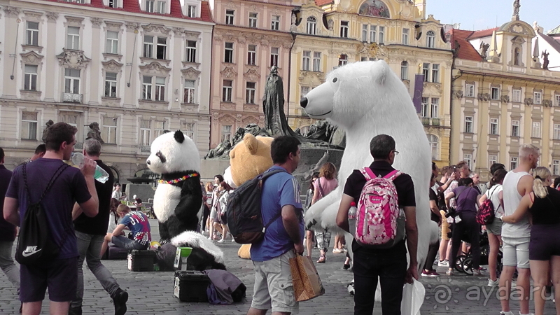 Прага, Чехия.  Лебедь под летним солнцем.