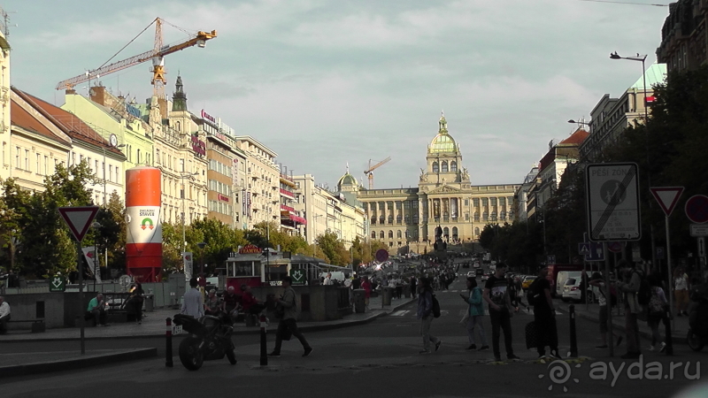 Прага, Чехия.  Лебедь под летним солнцем.