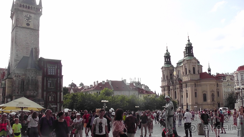 Прага, Чехия.  Лебедь под летним солнцем.