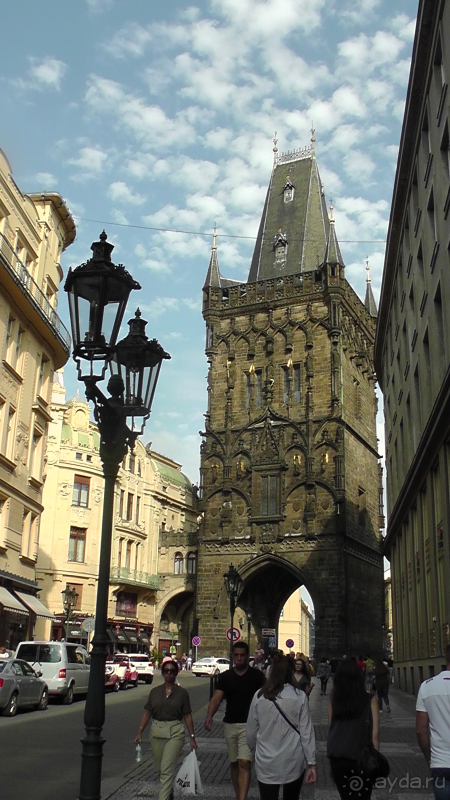 Прага, Чехия.  Лебедь под летним солнцем.