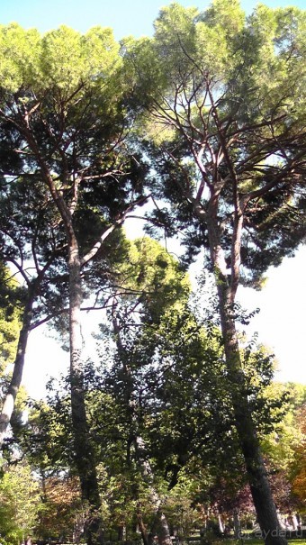 Мадрид. «Вы прекрасны, мой король!». День второй.