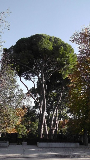 Мадрид. «Вы прекрасны, мой король!». День второй.