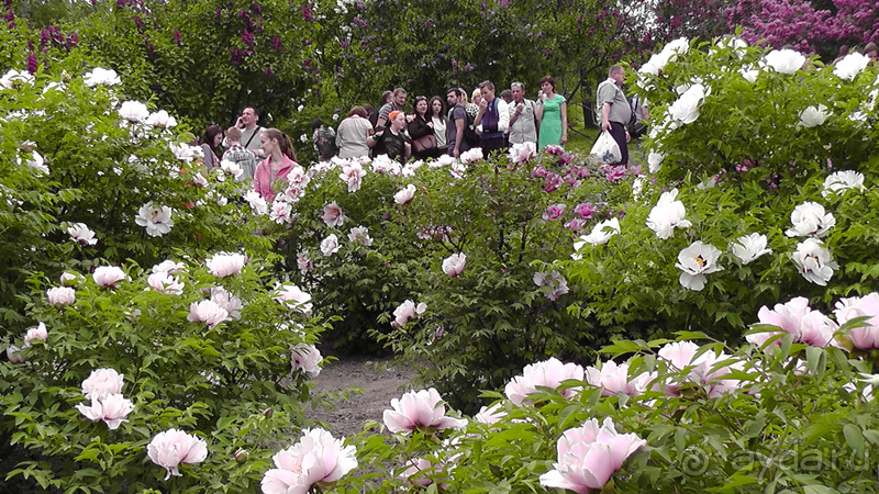 Ботанический сад, Киев. Весна-лето, осень-зима, а в середине Вечность! Весна.