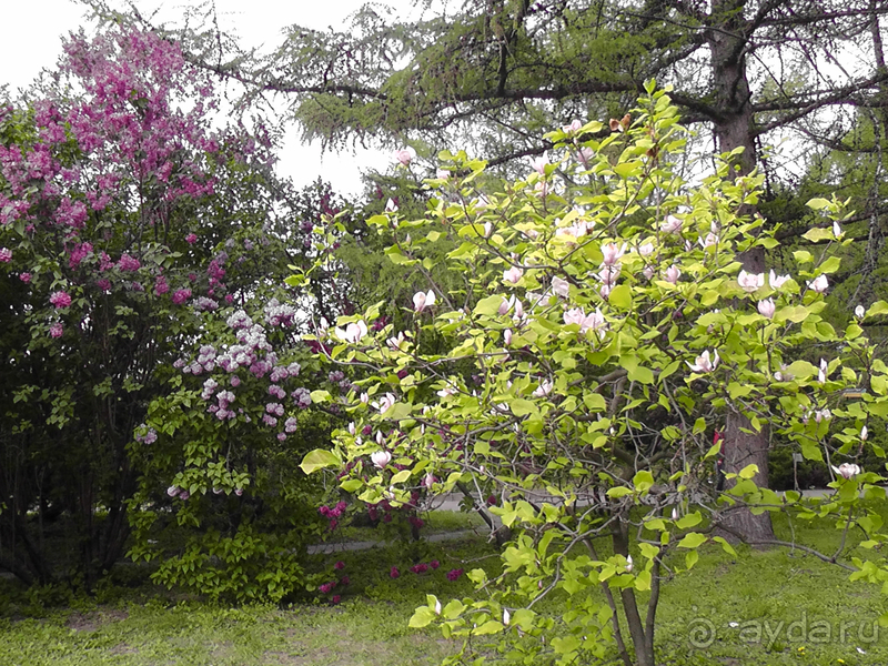 Ботанический сад, Киев. Весна-лето, осень-зима, а в середине Вечность! Весна.