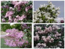 Ботанический сад, Киев. Весна-лето, осень-зима, а в середине Вечность! Весна.