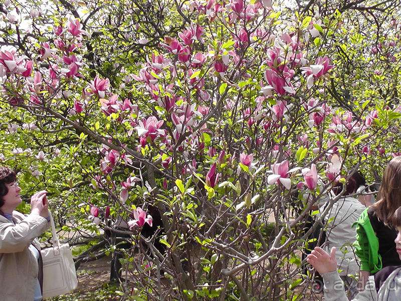 Ботанический сад, Киев. Весна-лето, осень-зима, а в середине Вечность! Весна.