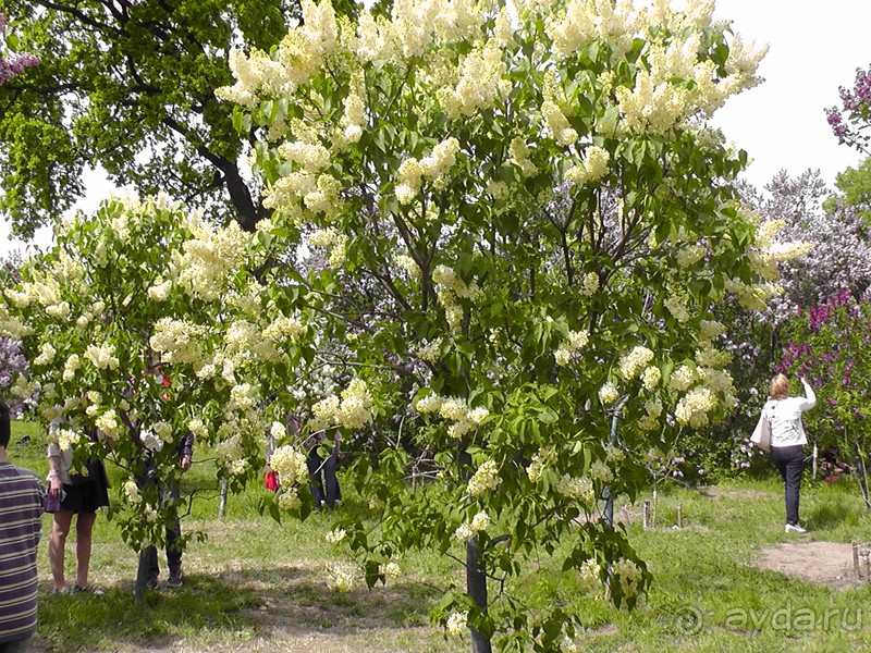 Ботанический сад, Киев. Весна-лето, осень-зима, а в середине Вечность! Весна.