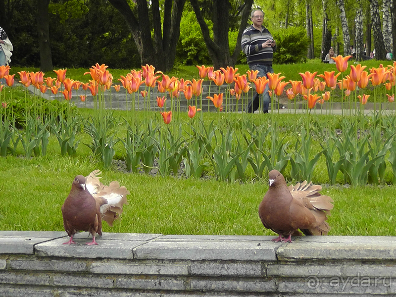 Ботанический сад, Киев. Весна-лето, осень-зима, а в середине Вечность! Весна.