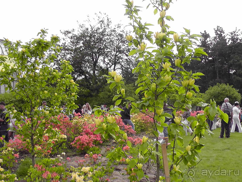 Ботанический сад, Киев. Весна-лето, осень-зима, а в середине Вечность! Весна.
